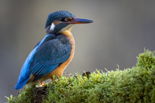 Conférence : Oiseaux en zone humide