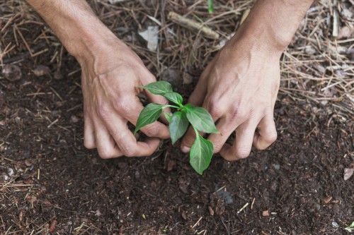 Atelier : Echanges sur la permaculture