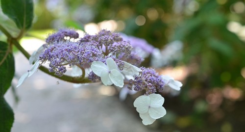 Visite du Jardin des Fa&iuml;enciers
