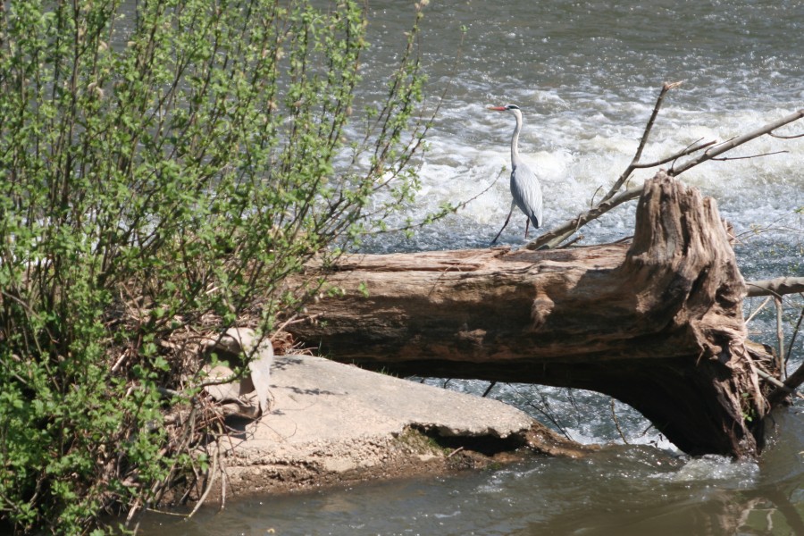 Conf&eacute;rence aux Archives : La Sarre insolite