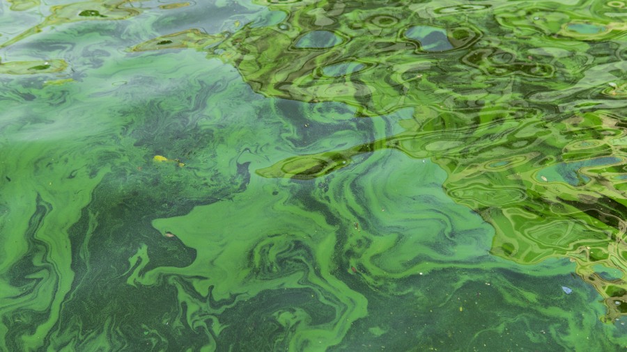 Cyanobactéries révélées dans l'eau de la Sarre