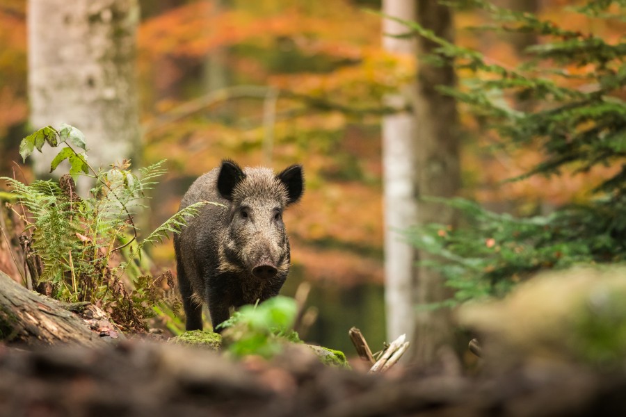Battues de chasse : calendrier automne-hiver 2026-2027