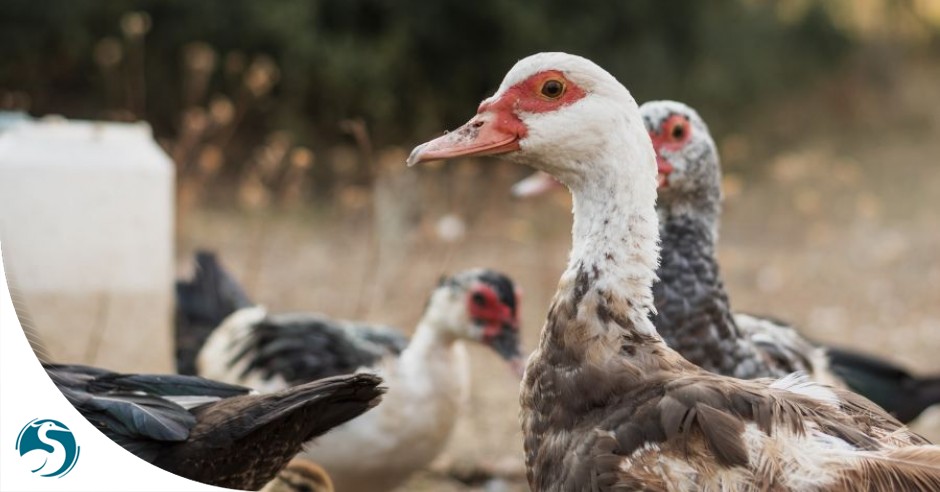 La grippe aviaire de retour en Europe - Sarreguemines.fr